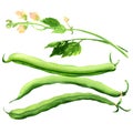 Green beans with leaves and flower, black-eyed beans, black eyed pea pods, cowpea, object isolated, hand drawn