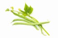 Green beans with leaves and flower, black-eyed beans, black eyed pea pods, cowpea, object isolated on white background