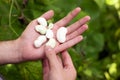 Green beans on a man`s hand. Harvest time Royalty Free Stock Photo