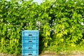 Green beans plant with blue baskets in vegetables garden Royalty Free Stock Photo