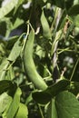 Green beans Pod Leaves Garden