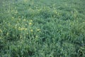 The green Beans Pulses and vegetable pea garden fields