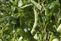 Green Beans Unripe Vegetable Leaves Stem