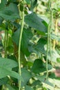 Green beans are young fruits with flower blooming.