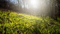 Green bear garlic growing on glade in spring forest backlit by morning sun. Royalty Free Stock Photo