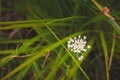 Green beautifu; relaxation nature plase Royalty Free Stock Photo