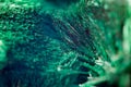 Green beautiful background of natural mineral Malachite. Macro Royalty Free Stock Photo