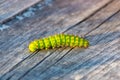 Green beautiful caterpillar