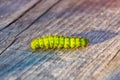 Green beautiful caterpillar