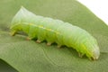 Green beautiful caterpillar on leaf close up