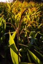Green beautiful corn field Royalty Free Stock Photo