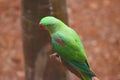 Green Beautiful Cute Parrot Closeup Face Royalty Free Stock Photo