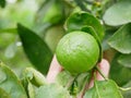 Green fresh lime in a farmer`s hand in a farm being checked for its quality