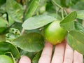 Green fresh limes in a farmer`s hand in a farm being checked for their quality