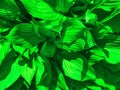 Green beautiful hosta. Garden plant. Background of hosta leaves. Beautiful flowers close up