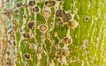 Green beautiful Kapok tree Ceiba tree with spikes texture Mexico