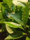 Green with beautiful leaves is very cool at night