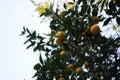 Green and beautiful mandarin tree