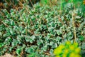 Green beautiful ochitok Sedum close-up. Decumbent perennial herb of the large family Crassulaceae. Green spring and summer