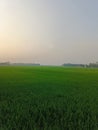 Green beautiful paddy field at twilight time Royalty Free Stock Photo