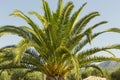 Green beautiful palm tree and blue summer sky Royalty Free Stock Photo