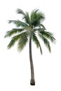 Green beautiful palm tree isolated on white background Royalty Free Stock Photo