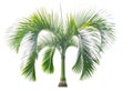 Green beautiful palm tree isolated on white background Royalty Free Stock Photo