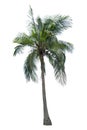 Green beautiful palm tree isolated on white background Royalty Free Stock Photo