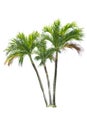 Green beautiful palm tree isolated on white background Royalty Free Stock Photo