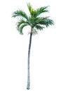 Green beautiful palm tree isolated on white background Royalty Free Stock Photo