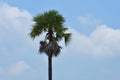 Green beautiful palm tree isolated on white background Royalty Free Stock Photo