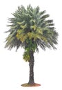Green beautiful palm tree Royalty Free Stock Photo
