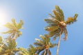 Green beautiful palms with coconuts against the blue sky and sun. Beautiful tropical and exotic background or landscape Royalty Free Stock Photo