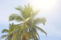 Green beautiful palms with coconuts against the blue sky and sun. Beautiful tropical and exotic background or landscape Royalty Free Stock Photo