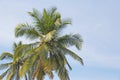 Green beautiful palms with coconuts against the blue sky and sun. Beautiful tropical and exotic background or landscape Royalty Free Stock Photo