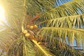 Green beautiful palms with coconuts against the blue sky and sun. Beautiful tropical and exotic background or landscape Royalty Free Stock Photo