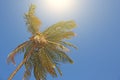 Green beautiful palms with coconuts against the blue sky and sun. Beautiful tropical and exotic background or landscape Royalty Free Stock Photo