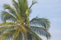 Green beautiful palms with coconuts against the blue sky and sun. Beautiful tropical and exotic background or landscape Royalty Free Stock Photo