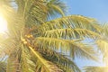 Green beautiful palms with coconuts against the blue sky and sun. Beautiful tropical and exotic background or landscape Royalty Free Stock Photo