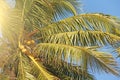 Green beautiful palms with coconuts against the blue sky and sun. Beautiful tropical and exotic background or landscape Royalty Free Stock Photo
