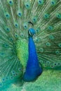 Green beautiful peacock