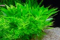 Beautiful planted tropical freshwater aquarium