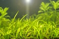 A green beautiful planted tropical freshwater aquarium with lens flare