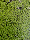 Green beautiful plants in the river of Portugal, lively nature