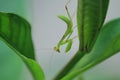 Green beautiful praying mantis,  Insect shot in summer Royalty Free Stock Photo