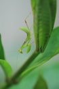 Green beautiful praying mantis,  Insect shot in summer Royalty Free Stock Photo