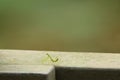 Green beautiful praying mantis,  Insect shot in summer Royalty Free Stock Photo