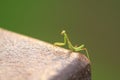 Green beautiful praying mantis,  Insect shot in summer Royalty Free Stock Photo