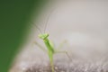 Green beautiful praying mantis,  Insect shot in summer Royalty Free Stock Photo