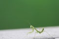 Green beautiful praying mantis,  Insect shot in summer Royalty Free Stock Photo